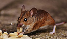 24 Hour & Emergency Exterminators in Pottersville, NJ